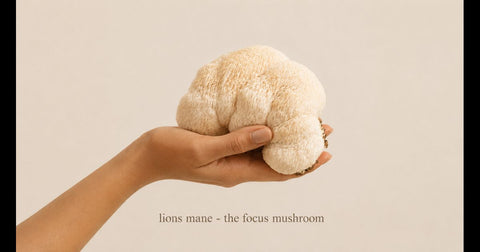 Lion's Mane: The Focus Mushroom