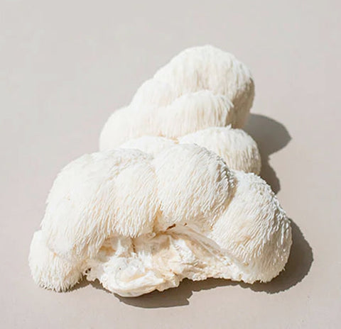 Lion's Mane 101